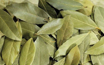 Defne Yaprağı Nasıl Kullanılır?