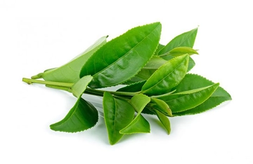 Hamilelikte Defne Yaprağı Kullanımı ve Faydaları Nelerdir?